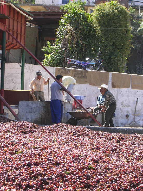coffee berry husks