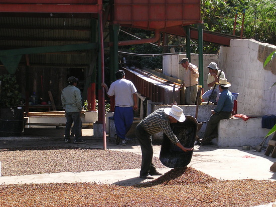 washing & drying the beans