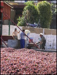 coffee berry husks