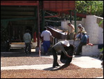 washing & drying the beans